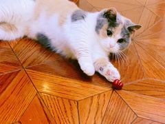 -欣宠猫屋·矮脚拿破仑·蓝金金渐层