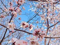 -桃花堤公园