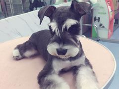 -瑞派宠物医院·24小时骨科·心脏·核磁(哈尔滨南岗店)
