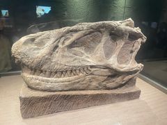 -自贡恐龙博物馆