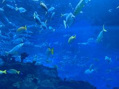 -海合安成都极地海洋公园