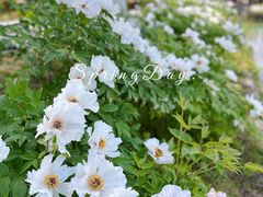 -合肥滨湖国家森林公园