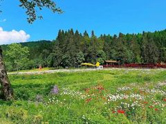 -武陵山森林公园