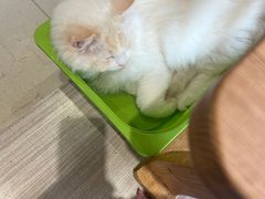 -藏猫猫咖啡主题馆(中央大道店)