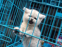 -清平路水族市场