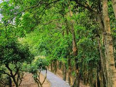 -阳台山森林公园