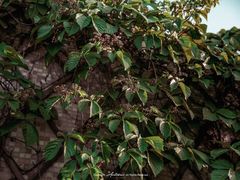 -泉乐坊步行街(烟酒特产平价超市店)