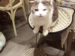 -吉丁鸟咖·异宠·寄养