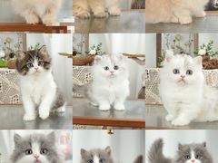 -钦宠·猫咪售卖·洗护·寄养(东圃旗舰店)