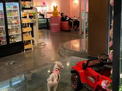 -百好乐宠物友好餐厅(朝外大街店)