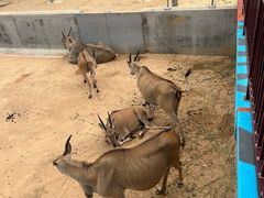 -西霞口神雕山野生动物世界
