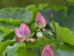 -国家植物园南园