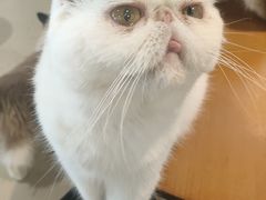 -藏猫猫咖啡主题馆(中央大道店)