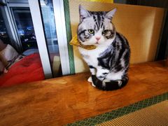 -猫在这儿猫咪咖啡馆·撸猫馆