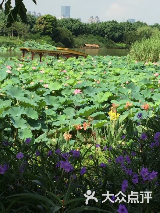 海珠溼地公園圖片 - 第4張