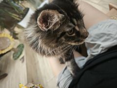 -李小姐の猫咖啡馆(五角场店)