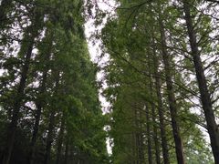 -黄海国家森林公园