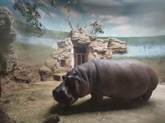 河马犇犇20201115-北京动物园