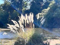 -墨尔本皇家植物园