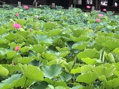 -四川大学(望江校区)