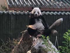 -广州动物园