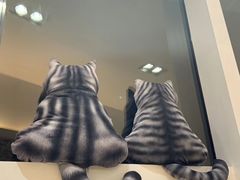 -飞行喵MR PILOT|猫舍·猫咖(静安大融城店)
