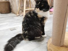-楼上猫咖(罗湖店)