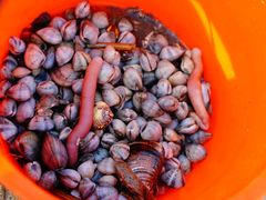 -红树林天天赶海