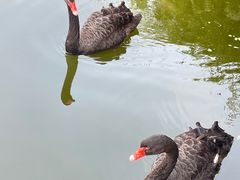 -成都南湖公园
