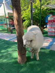 -萌宠亲子动物乐园(槐房万达店)