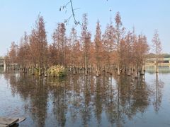 -白鹭湾湿地公园