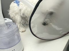 -伟伟宠物医院·CT影像中心·瑞派犬猫综合性门诊(汉口总院)