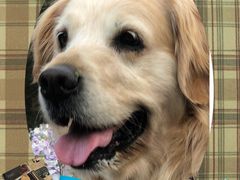 -达爱动物医院·犬猫分区·CT·复杂眼科(远洋山水分院)