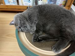 -lincat·猫舍(广州店)