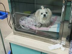 -睿金宠物医院·CT·肿瘤·骨外科