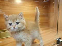 -猫十亿·布偶金渐层·曼基康矮脚猫舍(青年路店)