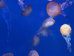 -海合安武汉极地海洋公园