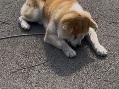 -中粮·祥云小镇