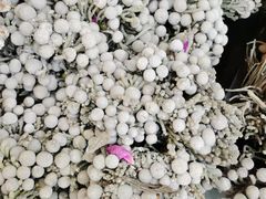 -花鸟鱼虫鲜花绿植市场(玉泉路店)