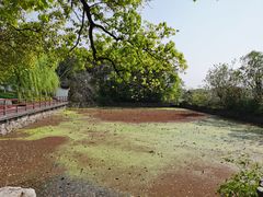 -长田漾湿地公园