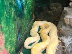 -上海大自然野生昆虫馆