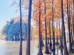 -贡湖湾湿地公园