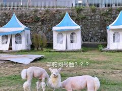 -花海间·即刻露营
