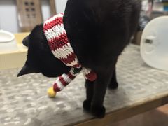 -御宝贝·A梦猫科宠物医院(国际猫友好医院)