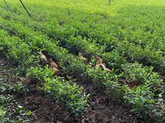 -帐篷客·溪龙茶谷度假酒店