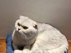 -有猫主题·治愈系猫咖(曾厝垵店)