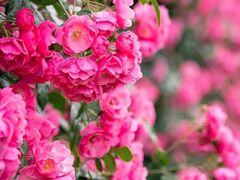 -广富林郊野公园