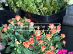 -雪蔓之鲜花气球派对(家佳源时代中心店)