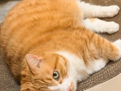 -纳吉亚猫专科动物医院·北北分院