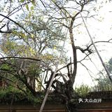 游:天台国清寺